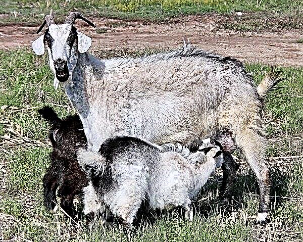 Alpine goats are grown in the Kirovograd region