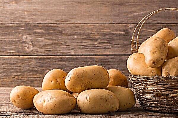 Europe increased potato production