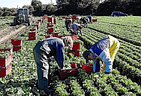 Didžiosios Britanijos parlamento narys ragina išplėsti sezoninių žemės ūkio darbuotojų pritraukimo sistemą