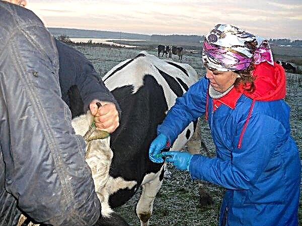 سيتم منح قادة تربية الماشية التاي بالمال والرحلات إلى المصحة