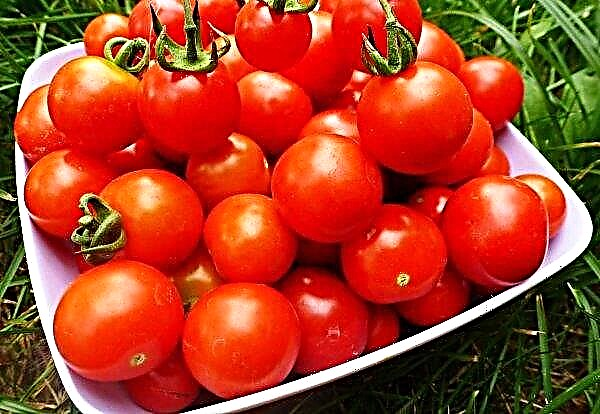 Les tomates en Ukraine continuent de grimper