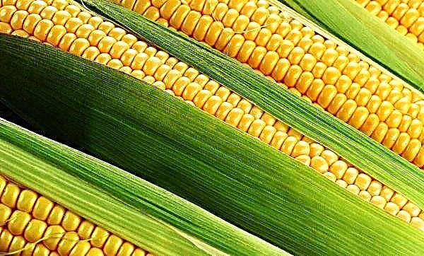 In the US, environmental damage caused by corn production increases premature mortality