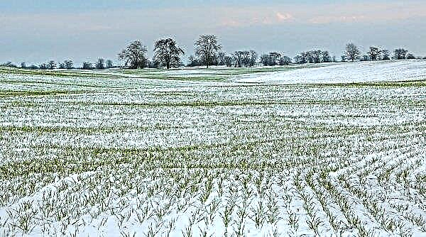 Khmelnitsky 지역의 겨울 작물은 3 월 말 눈에 영향을받지 않았습니다.