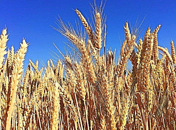 Кулиндоровски хлебозавод взе на склад 7 хиляди тона зърно от нова реколта