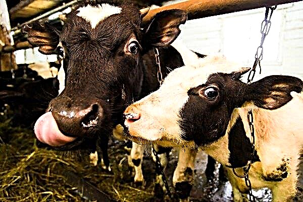 Les éleveurs de bétail de Krasnodar s'amusent à la foire thématique