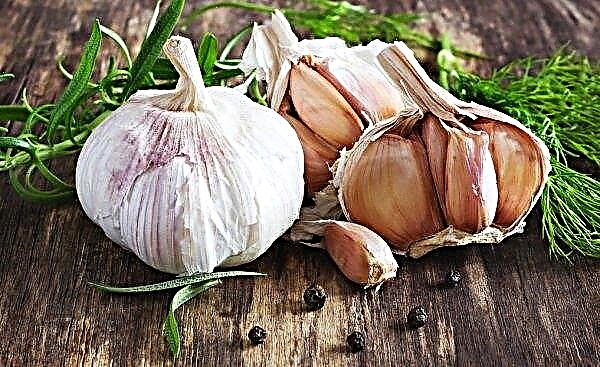 Garlic from the Transcarpathian mountain village has become a local brand