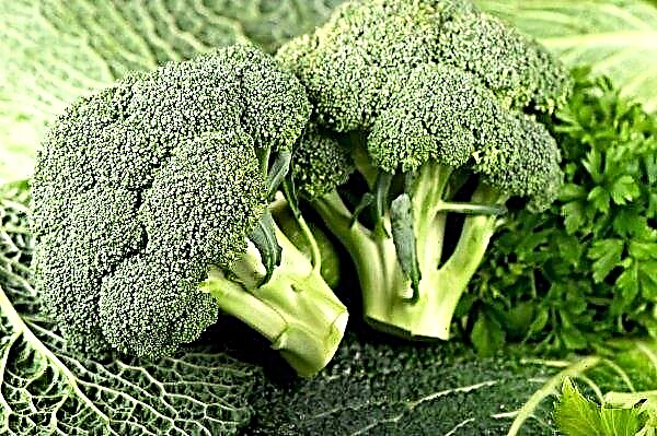 Nueva variedad de brócoli introducida en España