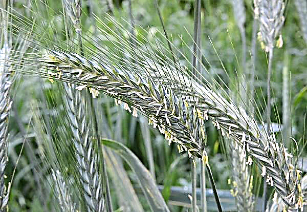 Buryat agrarians are interested in growing triticale