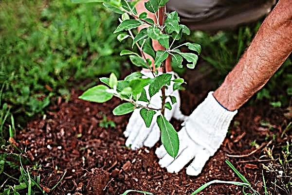 植樹やボツワナの気候危機への対処法