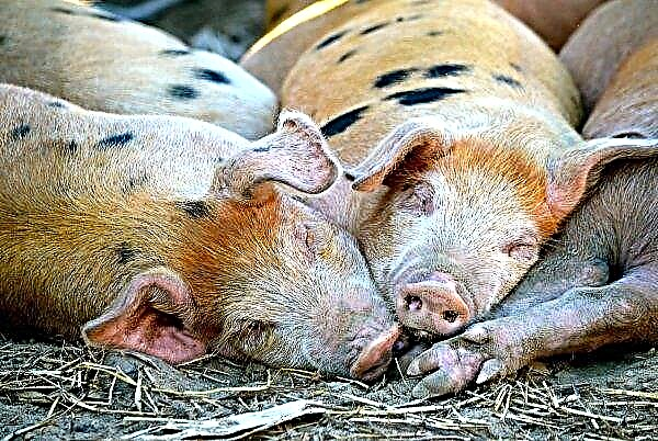 تقول فيتنام إنها ستحصل قريباً على لقاح ضد حمى الخنازير الأفريقية