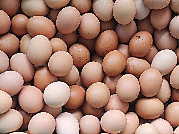 Armas contra o Ebola encontradas em ovos de galinha