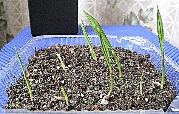 Palme Washington (Zimmerpflanzen): häusliche Pflege, Samenanbau, Foto