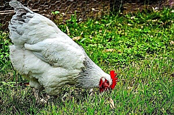 Duizenden kippen stikken door de hitte op de Britse boerderij