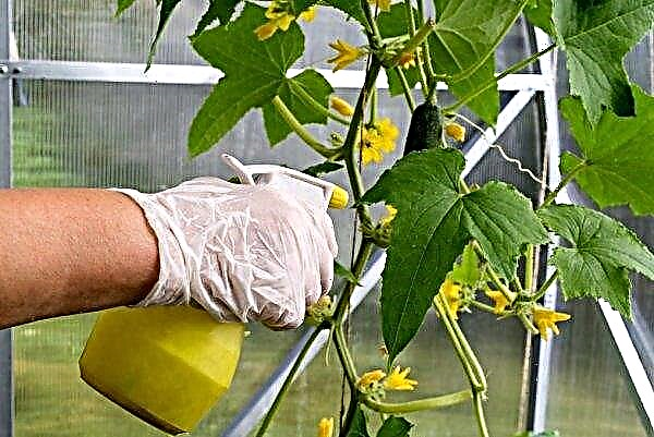 Processing cucumbers "Fitosporin": preparation of the solution and features of use, video