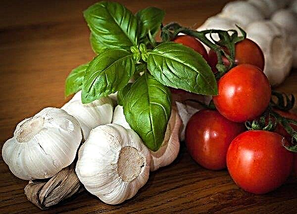 Ukrainian breeders are preparing to register a new variety of garlic