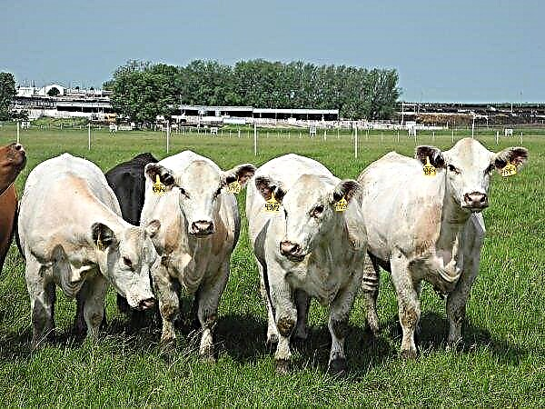 سيتم إدخال كبسولات المراقبة مدى الحياة في معدة الأبقار الروسية
