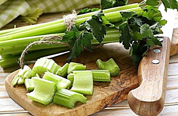In the Ukrainian market is not allowed infected celery