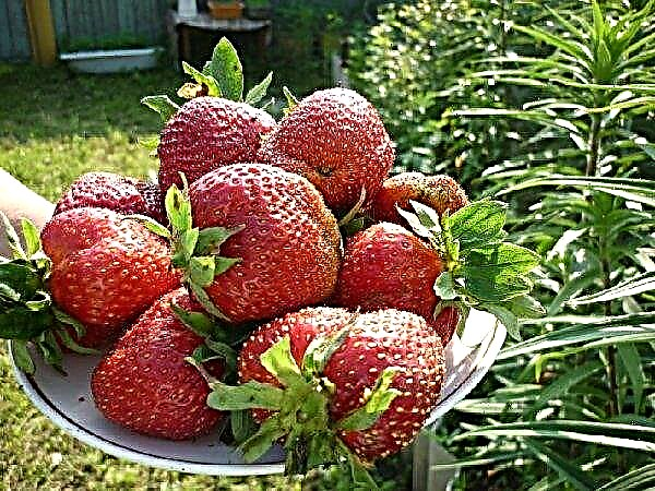 Strawberry Marshall: variasjonsbeskrivelse og egenskaper, plante- og pleiefunksjoner, bilder