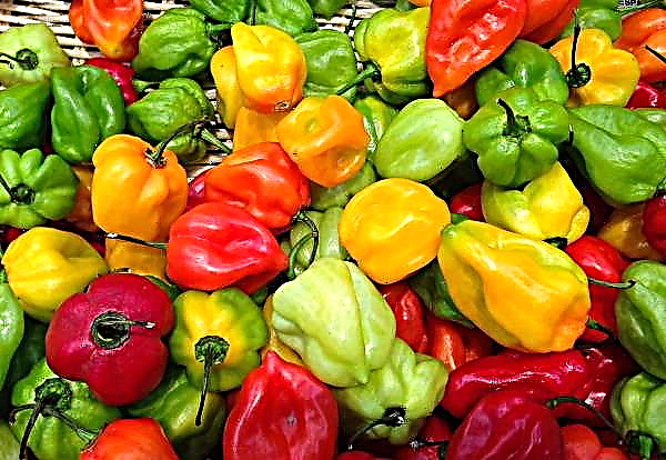 Sweet Pepper Producers Benefit From Using Macrolophus Insect