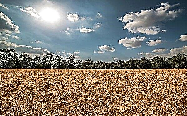 У Житомирској области пожар је уништио 3,5 хектара пшенице