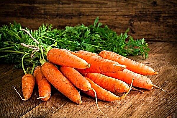 Last year's carrots in Ukraine are getting cheaper