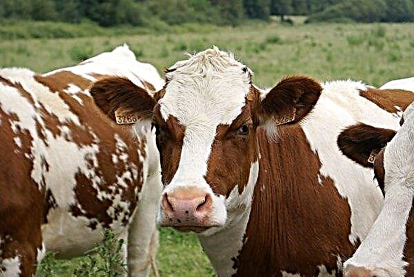روسيا سعيدة لدعم الأبقار من إيفانوفو
