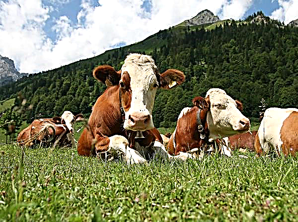USA: s boskap: svin samlades i hopp om att exportera till Kina