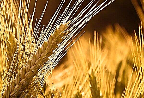 حصد مزارعو فينيتسا أول مليون طن من الحبوب