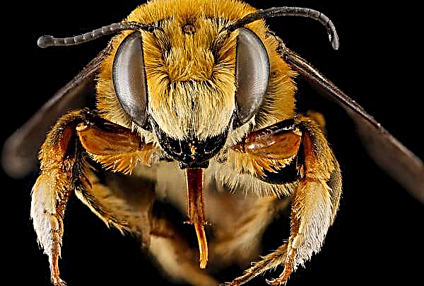 Липецька агрофірма відповість за загиблих бджіл