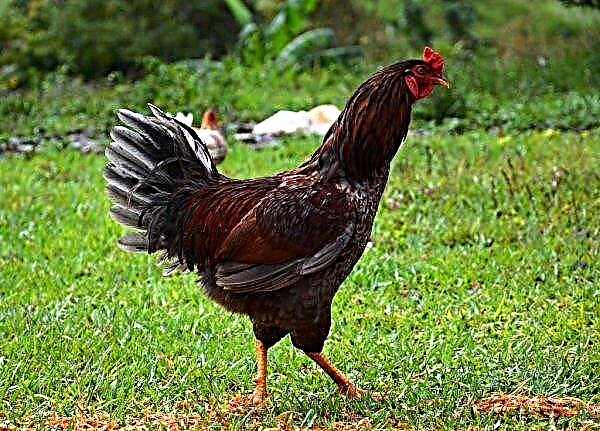 Pluimveebedrijf uit de regio Sumy is van plan het aantal kippen te verhogen tot 190 duizend stuks