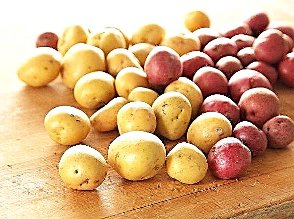 Harvesting potatoes this year will not surprise Russian farmers