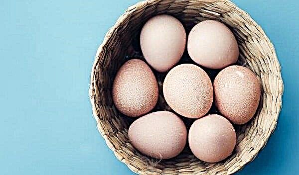 Perlhuhn-Eier: Nutzen und Schaden, Kalorien, wie sie aussehen, Größe, Gewicht, wie man kocht und wie viel man kocht, Foto