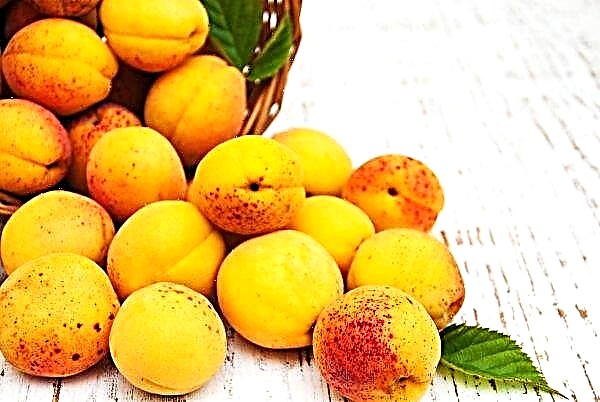 Institutet för trädgårdsodling i NAAS varnar för faran för nederlag av aprikoser med gnomoniasis