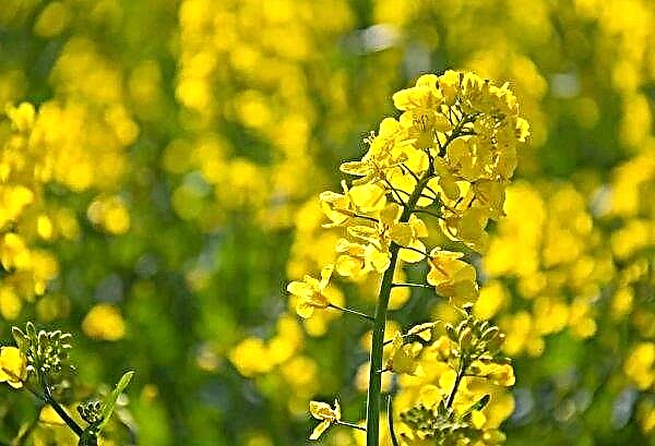 In the Odessa region managed to save 80 hectares of rapeseed from a fire