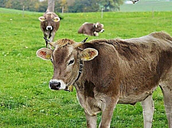 At cows of the Nikolaev area leukemia is found