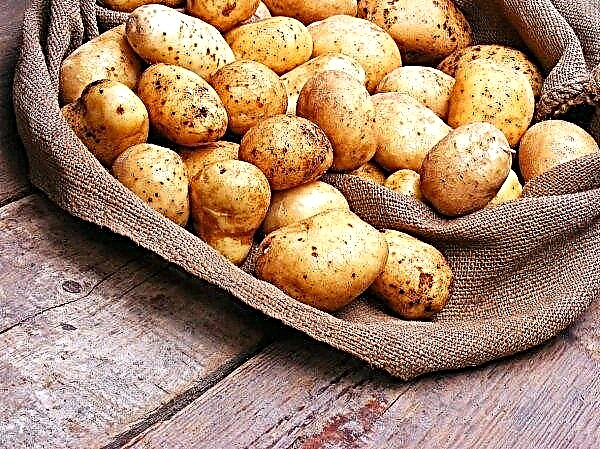 اكتشاف الكائنات الحية في البطاطس في أوكرانيا