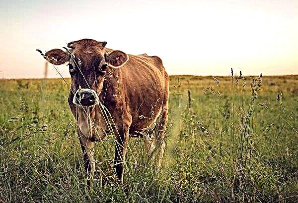 في أيرلندا ، يتزايد عدد الأبقار الحلوب