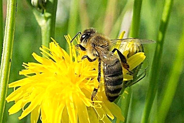 وافق مزارع من منطقة أوديسا على دفع تعويض عن النحل الميت