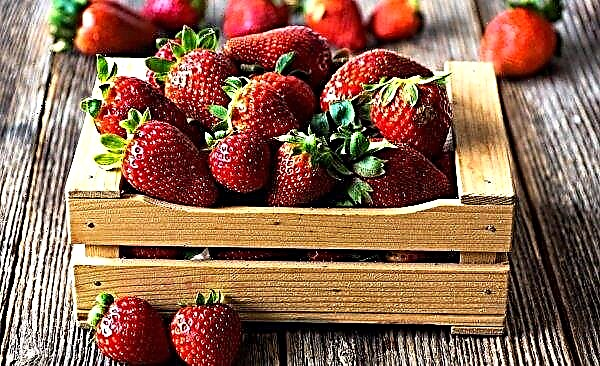 Im Oktober baut ein Bauer aus Lettland Erdbeeren an