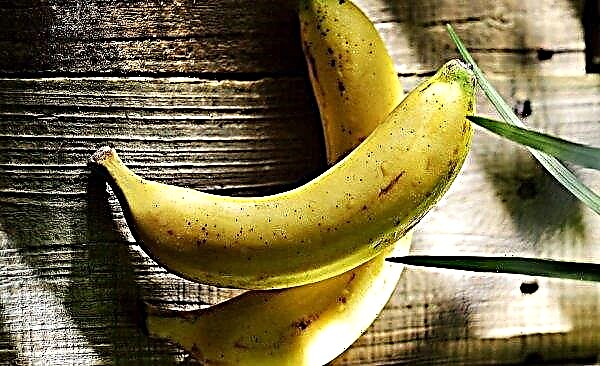 Production non-déchets: au Pérou, a appris à faire des assiettes de feuilles de bananier
