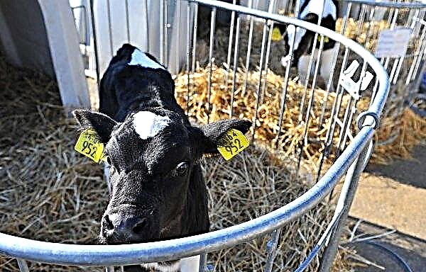 A family dairy farm has opened in the Carpathian region