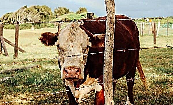 النفوس الميتة: إرسال مزارع كورغان إلى أبقار الأشباح