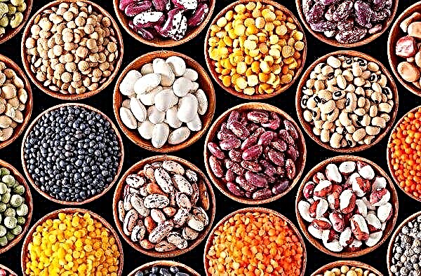 미국과 중국 간의 무역 불확실성은 미국 시장에서 콩과 옥수수 가격에 영향을 미치지 않습니다