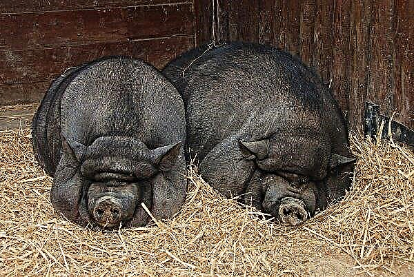 A la veille de l'année du sanglier, la Russie a résumé l'abattage des porcs