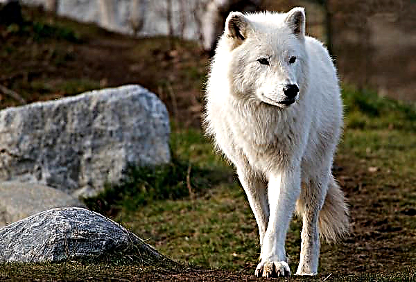 To landsbyer i Vinnitsa-regionen ble til en safari for ulv