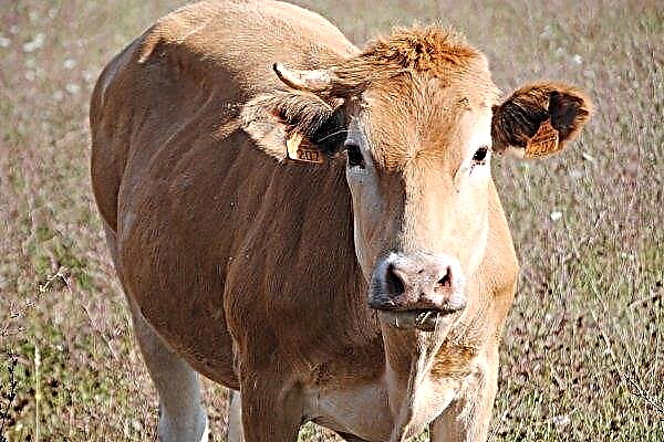 Crimea is experiencing an outbreak of mad cow disease