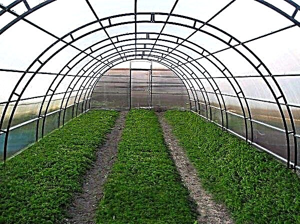 In the Volgograd region earned smart-greenhouses of the latest generation