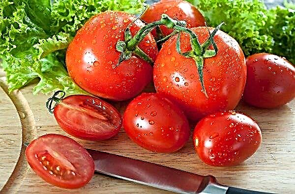 Novosibirsk "Girls" akan menyediakan tanaman tomato awal kepada Rusia