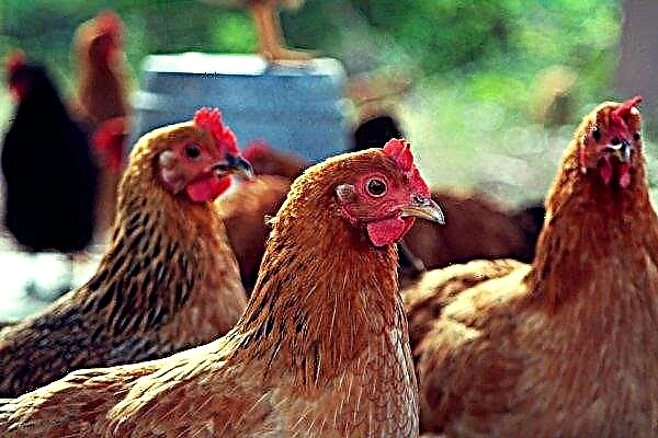 Fehlalarm: Die Vogelgrippe auf den Geflügelfarmen in Tscheljabinsk erwies sich als "Ente".