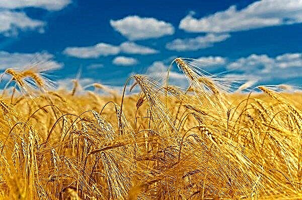 Weather conditions did not spoil the grain harvest of the Kherson region